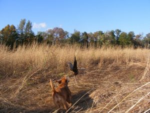 Vizsla Pheasant hunting